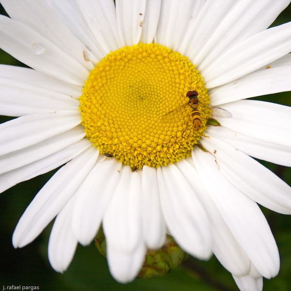 Autumn Bloom, Kibler School, PA. http://www.kiblerschool.org/ : Autumn, Northeastern US : JonPargas