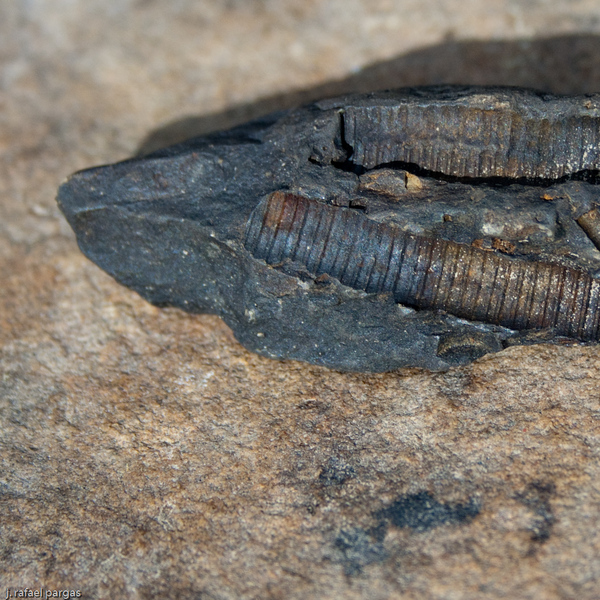 Fossil, Beltzville State Park, PA. http://www.dcnr.state.pa.us/stateparks/parks/beltzville.aspx : Autumn, Northeastern US : JonPargas