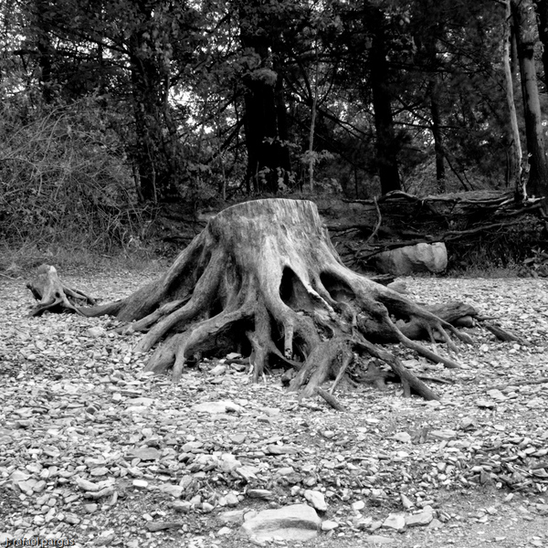 Lake Monster, Beltzville State Park, PA. http://www.dcnr.state.pa.us/stateparks/parks/beltzville.aspx : Autumn, Northeastern US : JonPargas