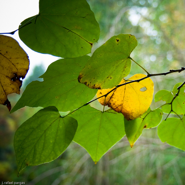 Heart of the Valley Farm, Palmerton, PA : Autumn, Northeastern US : JonPargas