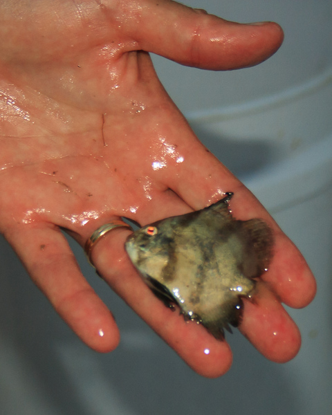 Juvenile Spade Fish from Captain Jimmy's net. : Edisto Island, SC : JonPargas