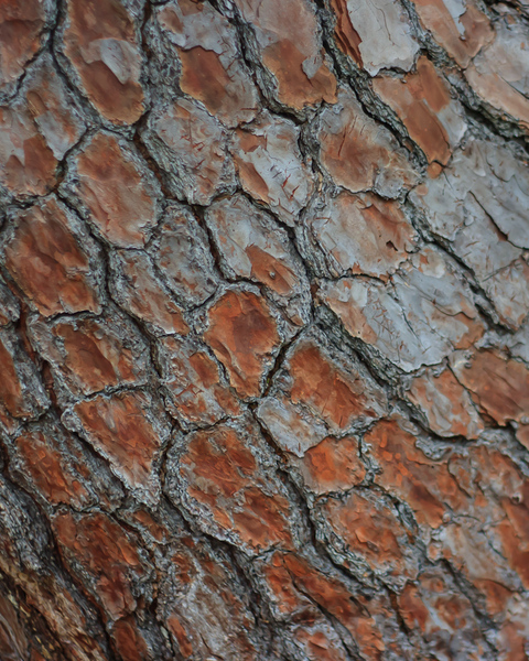 Botany Bay : Edisto Island, SC : JonPargas