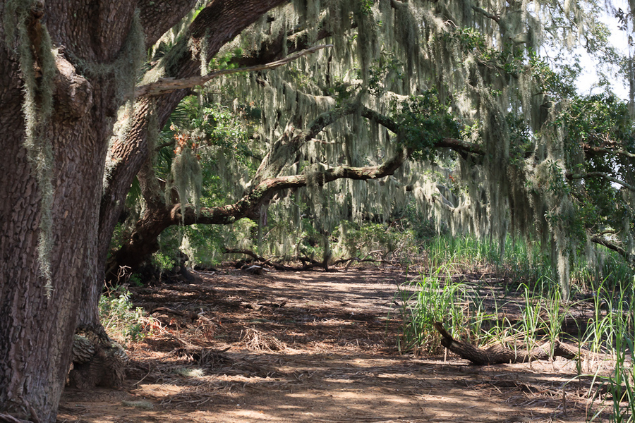 Botany Bay : Edisto Island, SC : JonPargas