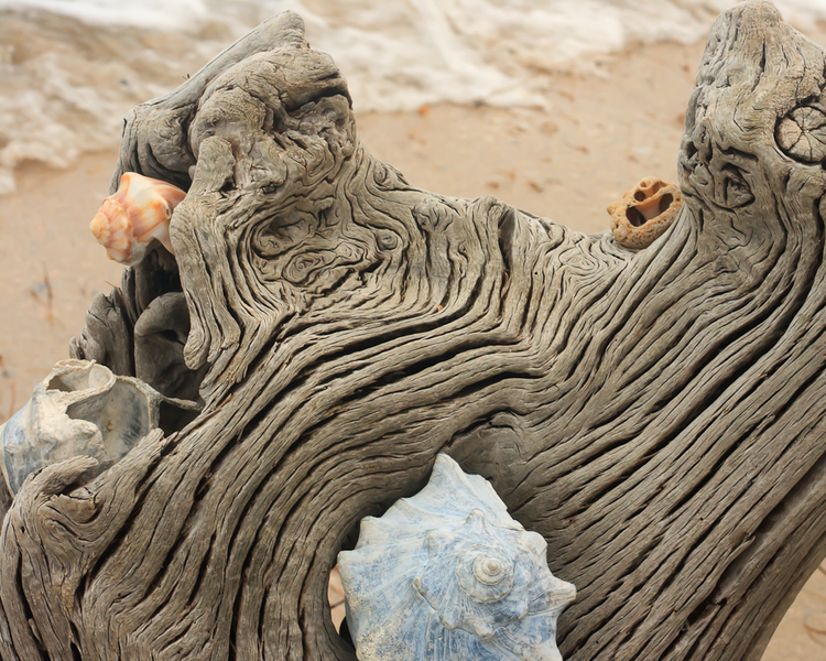 Botany Bay Beach : Edisto Island, SC : JonPargas