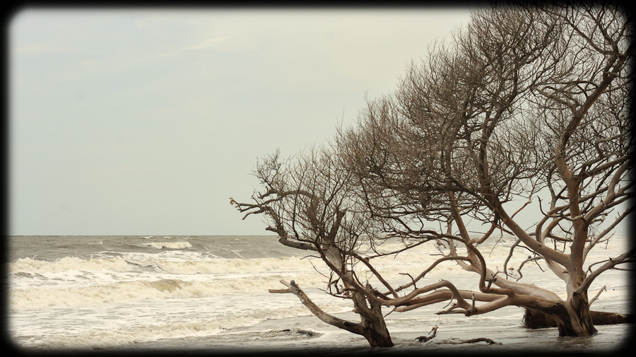 Botany Bay Beach : Edisto Island, SC : JonPargas