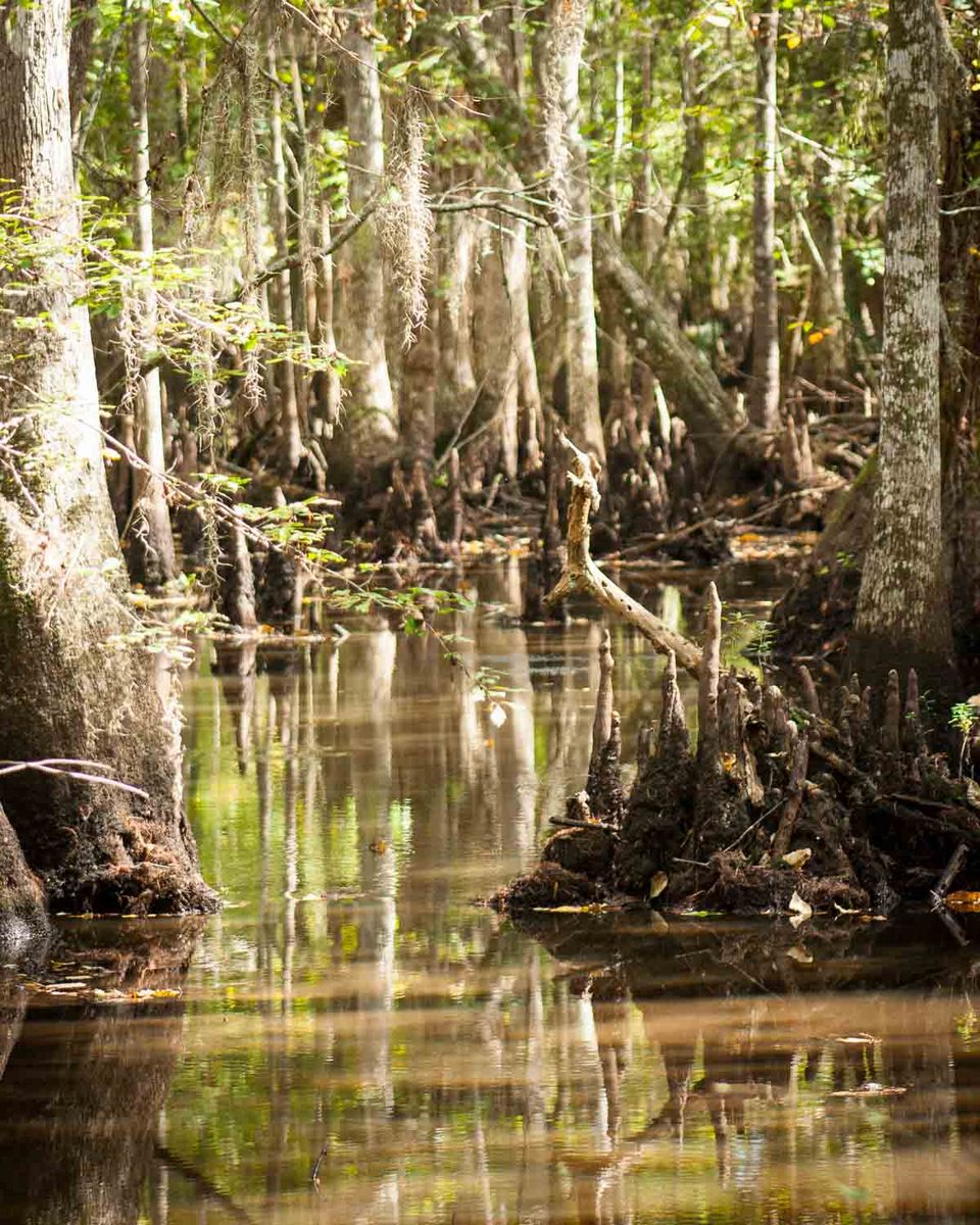 http://beidlerforest.audubon.org/ : Beidler Forest : JonPargas