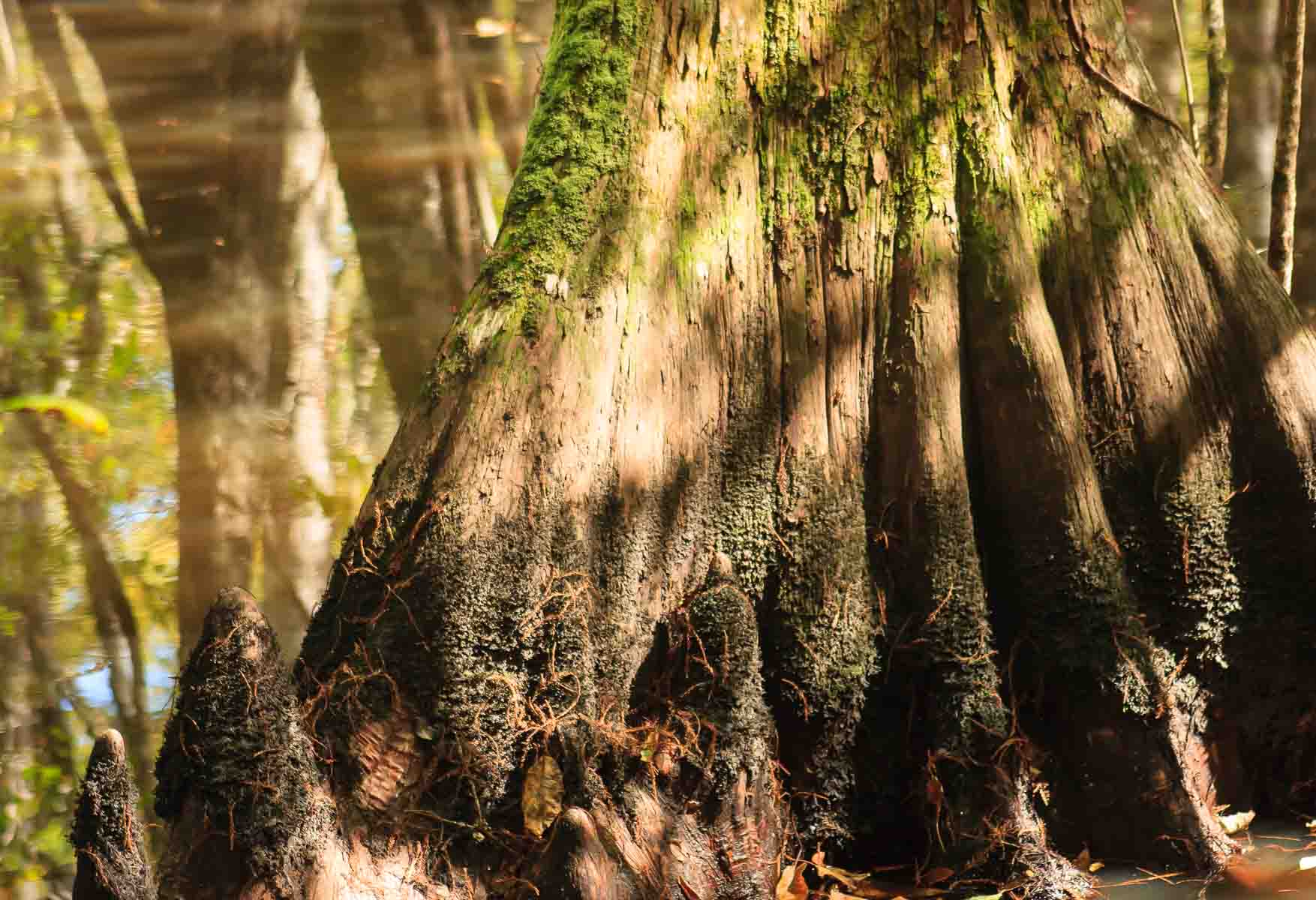 http://beidlerforest.audubon.org/ : Beidler Forest : JonPargas