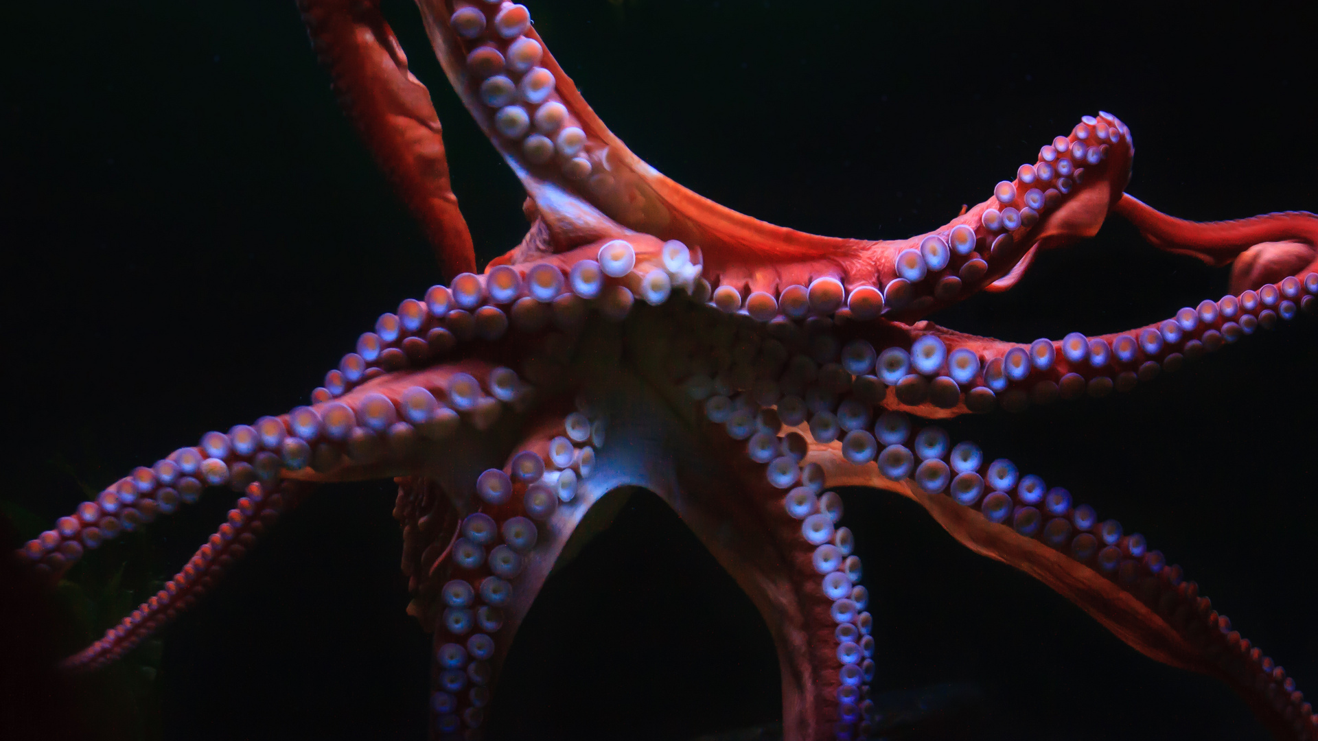 Giant Pacific Octopus, National Aquarium, Baltimore, MD : North Charleston Arts Festival 2015 : JonPargas
