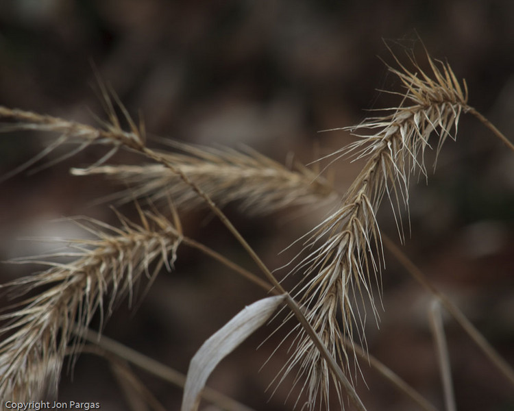  : Fort Dorchester State Historic Site : JonPargas